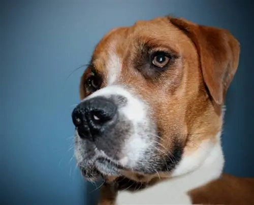 Beagle & Boxer Mix (Boggle Dog): Informacije, Slike, Lastnosti & Dejstva