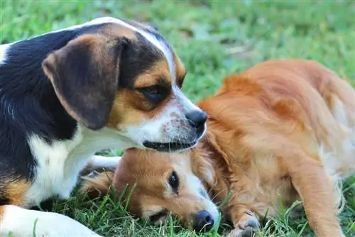 bøvlede hunde