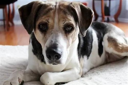 campuran beagle peninju