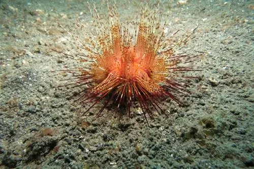 ¿Qué comen los erizos de mar? ¿En la naturaleza y como mascotas?