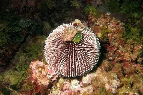 landak laut di atas batu karang