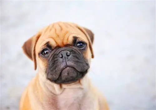 Box-A-Pug (Boxer & Pug Mix): Info, bilder, egenskaper & Fakta