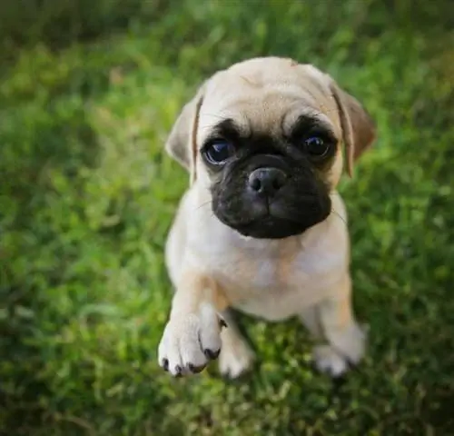 box-a-pug puppy