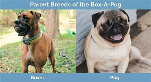 Box-A-Pug tėvų veislės