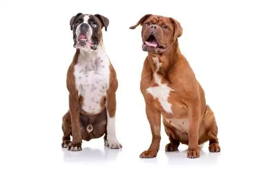 Dogue De Boxer (Boxer & Dogue De Bordeaux Mix): informacije, slike, osobine