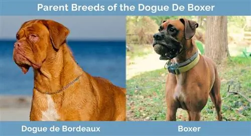 Giống bố mẹ của Dogue de Boxer