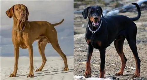 Pas Vizsla Doberman Mix: Slike, vodič za njegu, temperament & Osobine