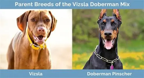 Vizsla Doberman Mixin emorodut