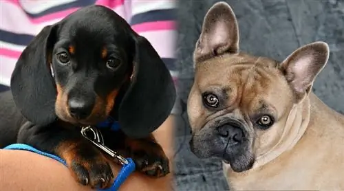 Mchanganyiko wa Bulldog wa Dachshund wa Ufaransa: Maelezo ya Kuzaliana, Picha, Sifa