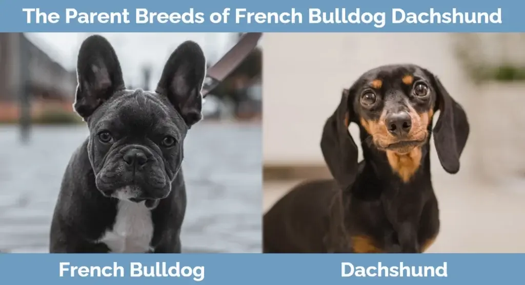 พ่อแม่พันธุ์ของ French Bulldog Dachshund