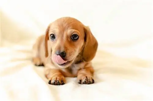 Schweenie (Shih-Tzu & Dachshund Mix) ข้อมูล รูปภาพ ข้อเท็จจริง