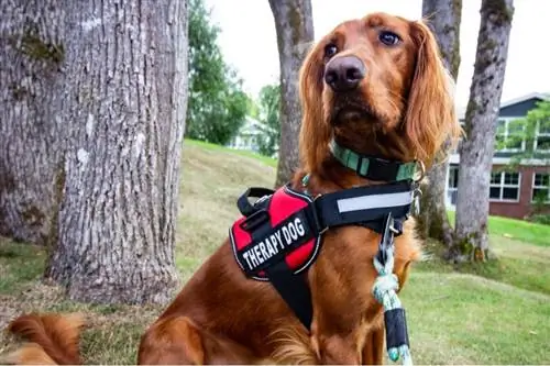 I cani da terapia negli ospedali aiutano i pazienti? Cosa dice la scienza