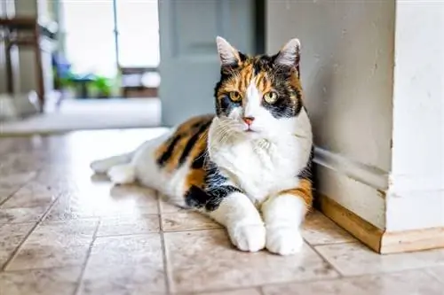 gammel calico katt