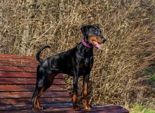 con chó doberman pinscher cái màu đen và rám nắng đứng trên băng ghế