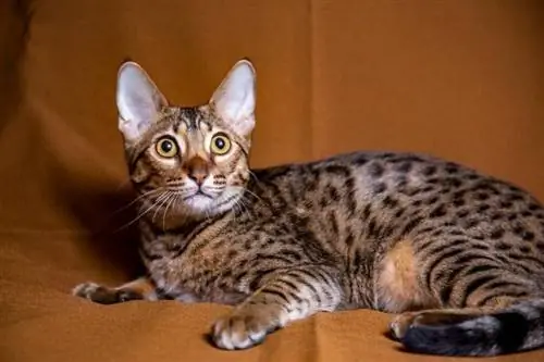 Er Savannah Cats lovlige? I hvilke stater?