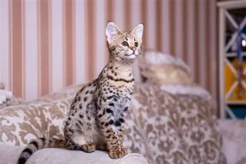 savannah cat na nakaupo sa sopa