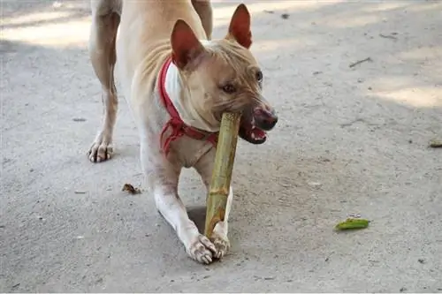 El perro marrón muerde el bambú.