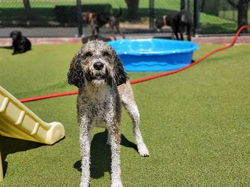 Mezcla de caniche de perro de agua portugués: imágenes, información, guía de cuidados & Más