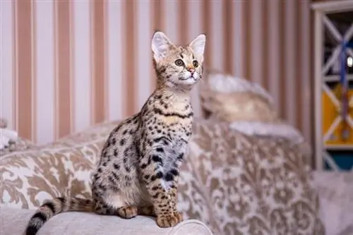 chat de savane assis sur un canapé