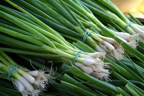 Bolehkah Anjing Makan Daun Bawang? Ketahui sama ada Ia Selamat