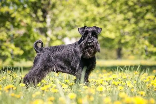 Schnauzer tiêu chuẩn