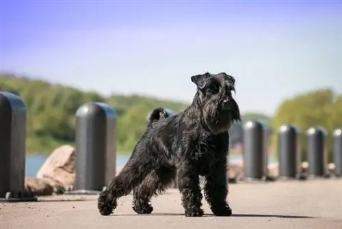 কালো স্ট্যান্ডার্ড schnauzer