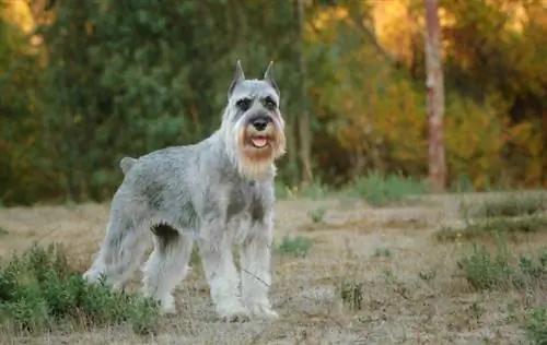 Para que foram criados os Schnauzers? História do Schnauzer explicada