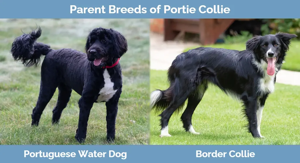 Razas parentales de Portie Collie