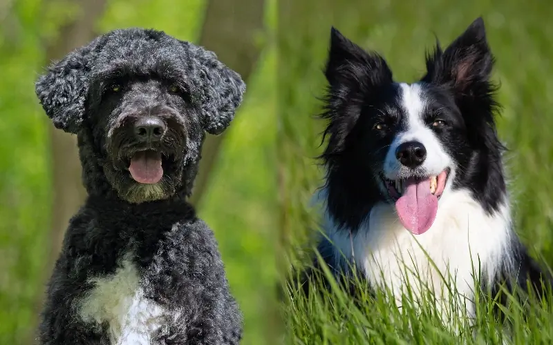 Border Collie Portugisisk Vandhund Mix: Info, Billeder, Karakteristika & Fakta