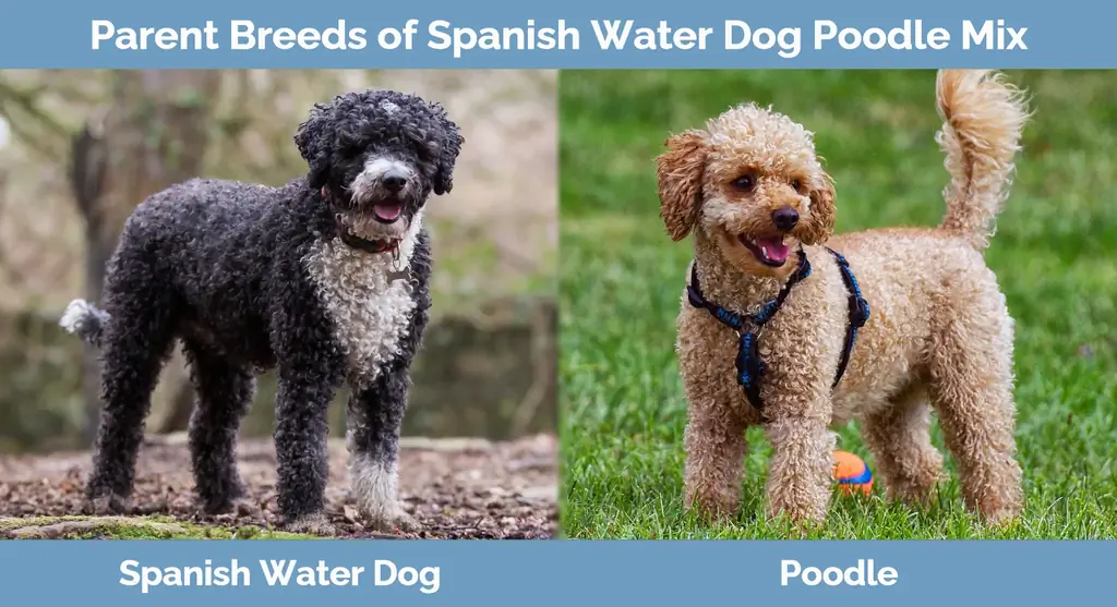 Baka induk campuran Spanish Water Dog Poodle