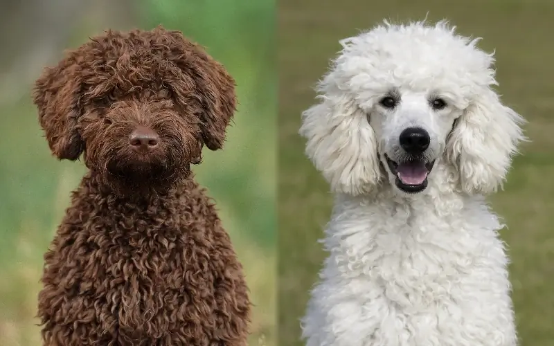 Campuran Poodle Anjing Air Sepanyol: Gambar, Maklumat, Panduan Penjagaan & Lagi