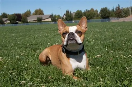 boston terrier op die gras