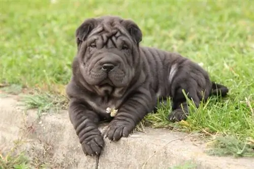 chiński shar pei