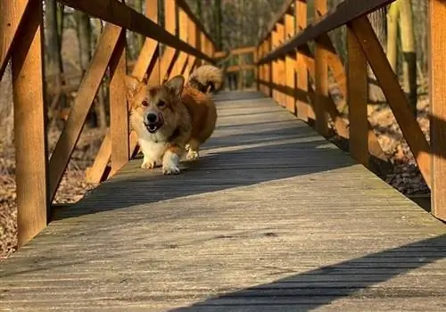 Piso para correr para perros