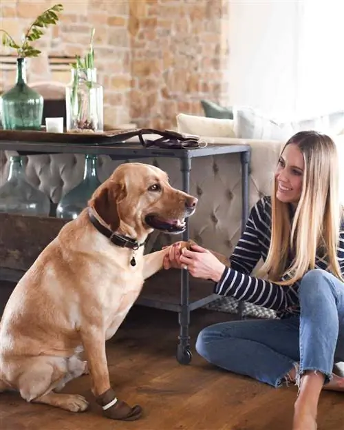 Köpek Patikleri - Martha Stewart