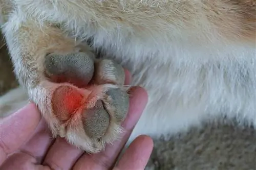 Kā ārstēt sadedzinātas suņu ķepas: simptomi, profilakse un norādījumi