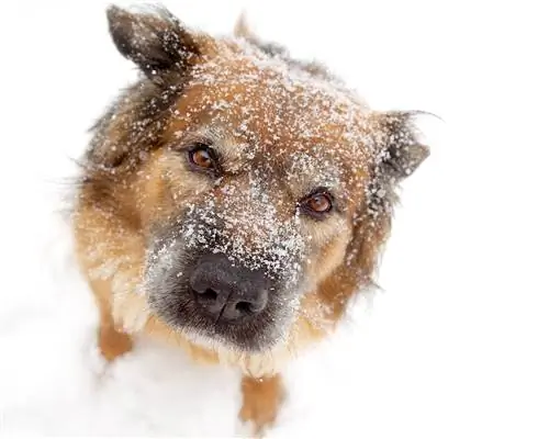 cão na neve