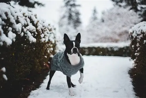 Cachorro preto e branco vestindo um suéter no chão coberto de neve