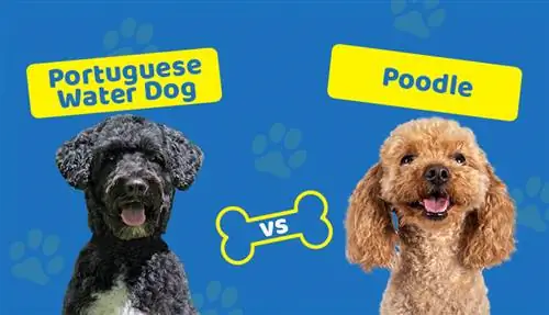 Portuguese Water Dog vs Poodle: Ang Mga Pagkakaiba (May Mga Larawan)