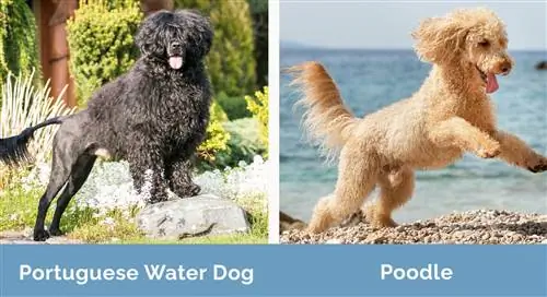 Perro de Agua Portugués vs Caniche uno al lado del otro