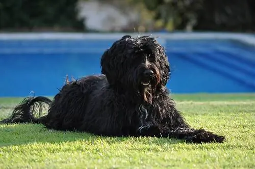 Chien d'eau portugais