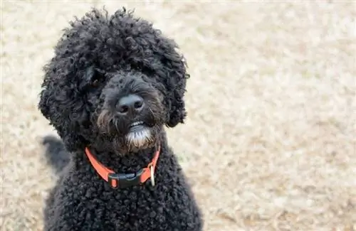 perro de agua portugués