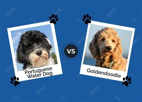 Portugisisk vandhund vs. Goldendoodle: Forskellene (med billeder)