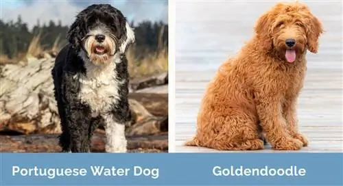 Portugisisk vannhund mot Goldendoodle side om side