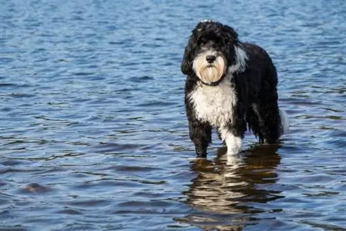 anjing air portugis berdiri di dalam air