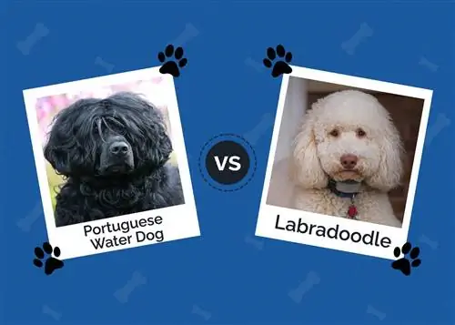 Portugisisk vandhund vs Labradoodle: Forskellene (med billeder)