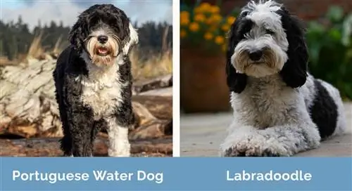 Portugisisk vattenhund vs Labradoodle sida vid sida