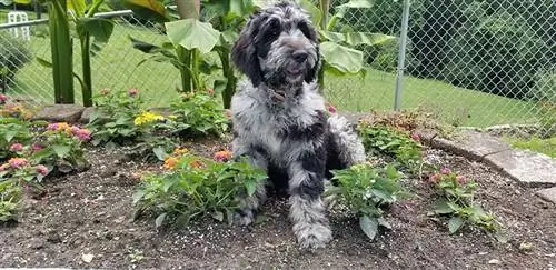 biru merle labradoodle duduk di atas katil bunga