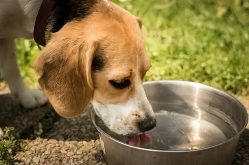 Perro bebiendo agua del tazón de agua