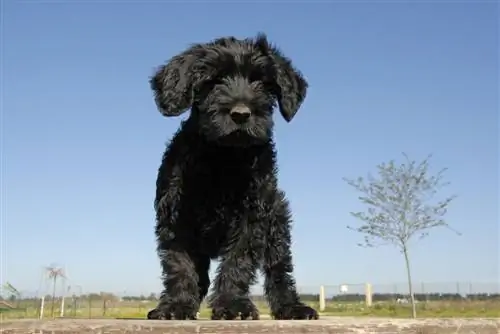 cucciolo di cane da acqua portoghese